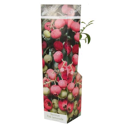 Vaccinium Cor Pink Lemonade