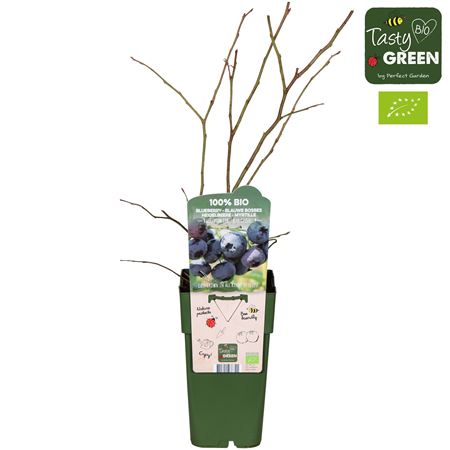 Vaccinium Co Blue Dessert Bio