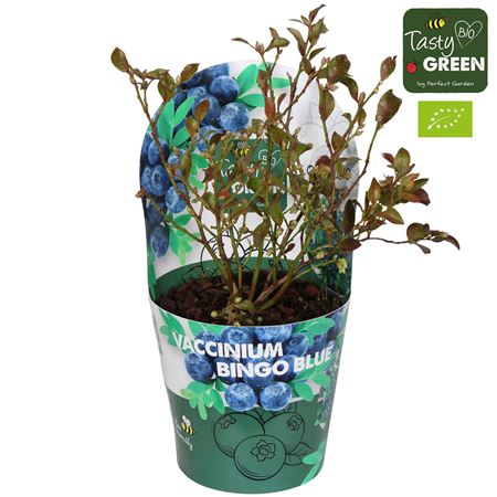 Vaccinium Cor Bingo Blue Bio Potcover