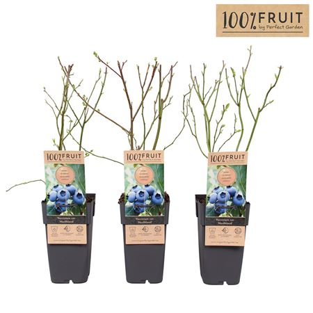 Vaccinium Cor Northland