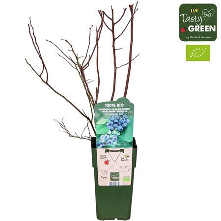 Vaccinium Cor Reka Bio