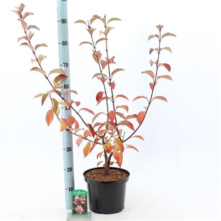 Viburnum Bodnantense Dawn
