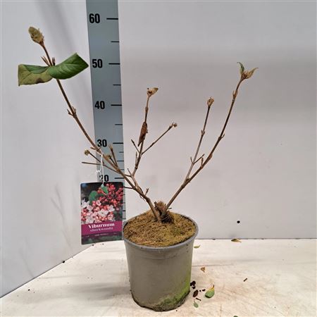 Viburnum Burkwoodii Anne Russel