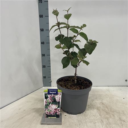 Viburnum Carlesii Aurora