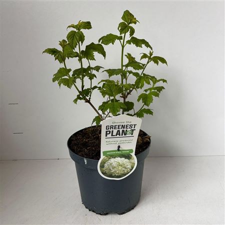 Viburnum Opulus Roseum