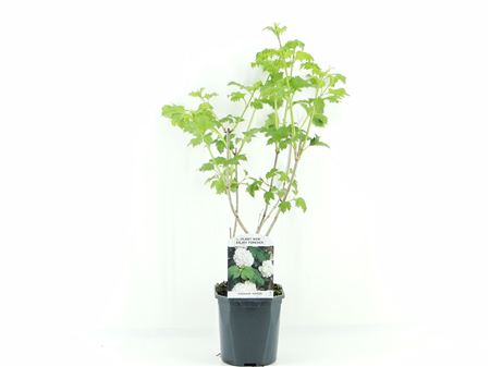 Viburnum Op Roseum