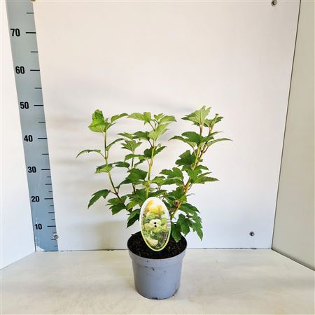 Viburnum Op Roseum
