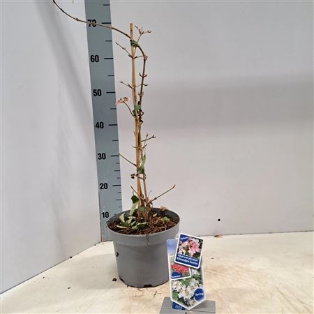 Viburnum Plic Kilimandjaro Sunrise