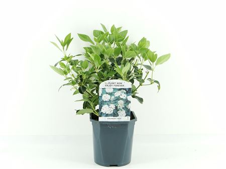 Viburnum Tinus