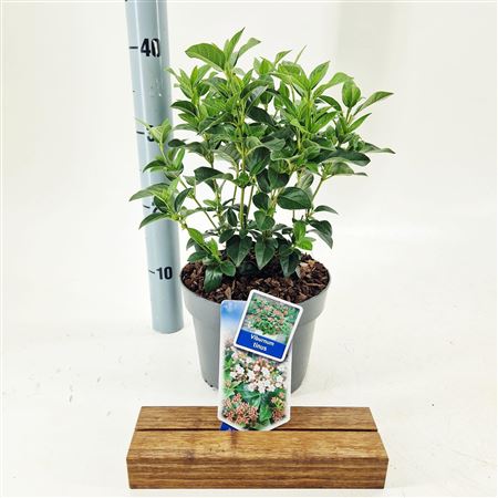 Viburnum Tinus