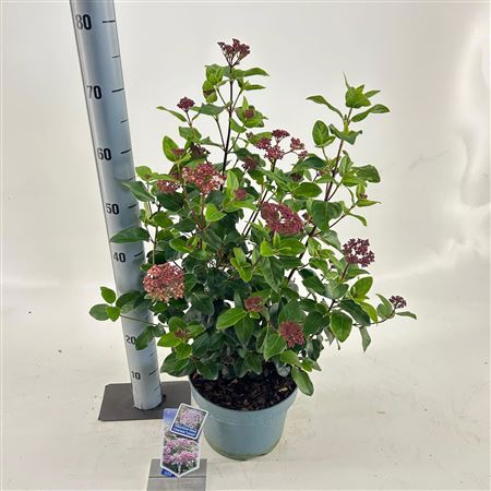 Viburnum Tinus Lisarose