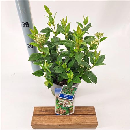 Viburnum Tinus