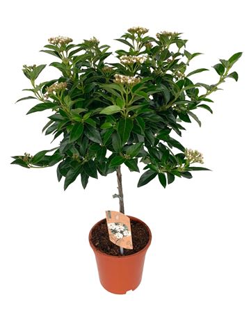 Viburnum Tinus On Stem