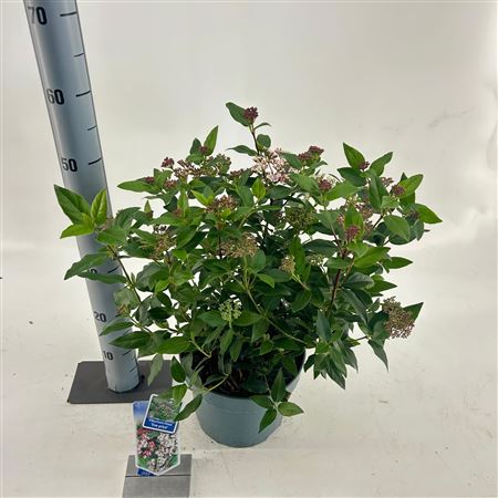 Viburnum Tinus Eve Price