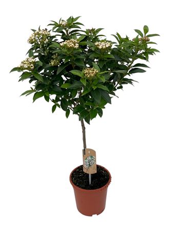 Viburnum Tinus On Stem