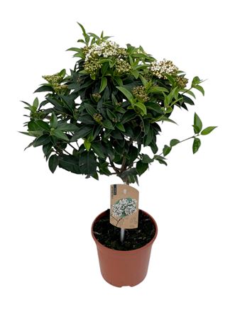 Viburnum Tinus On Stem