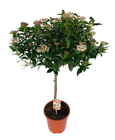 Viburnum Tinus On Stem