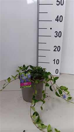 Vinca Minor