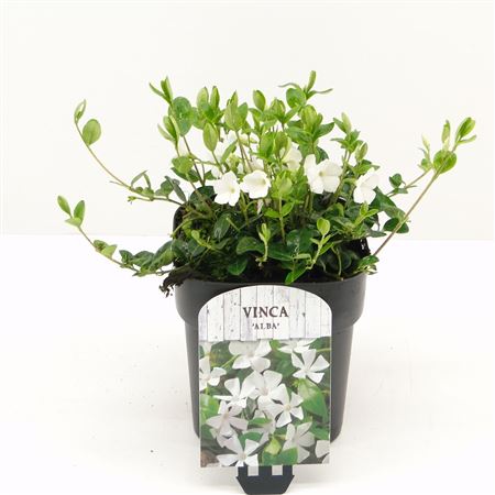 Vinca Minor Alba