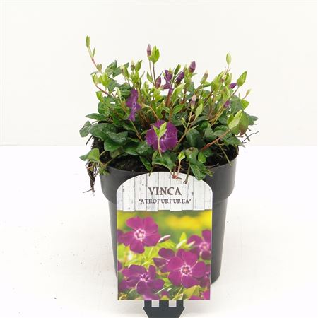 Vinca Minor Atropurpurea