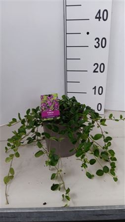 Vinca Minor Atropurpurea