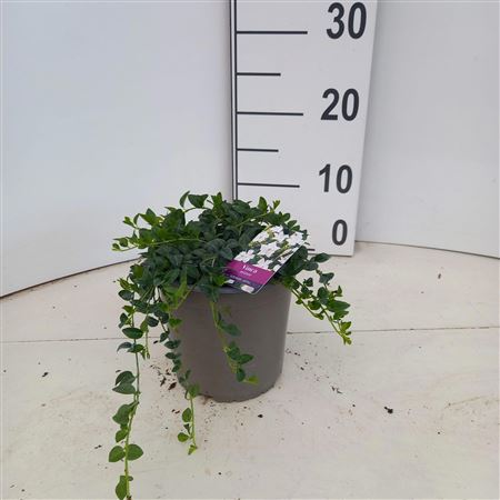 Vinca Minor Gertrude Jekyll