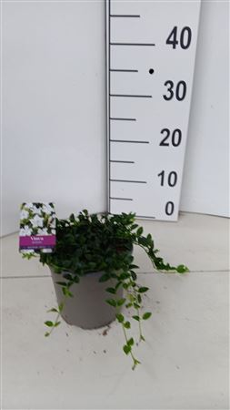 Vinca Minor Gertrude Jekyll