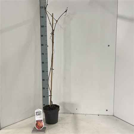 Vitis Coignetiae на палочке