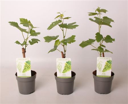 Vitis Vinifera White