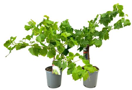 Vitis Vinifera