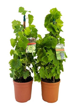 Vitis Vinifera