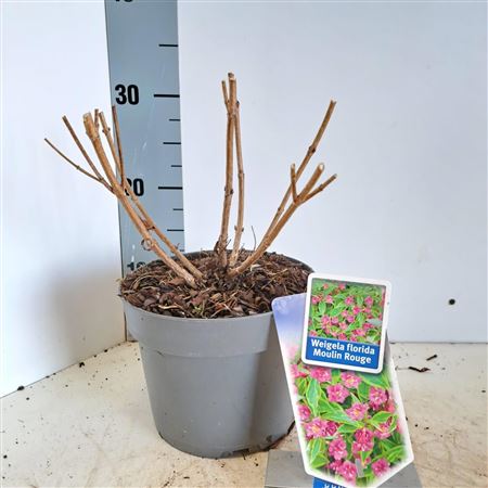 Weigela Florida Moulin Rouge