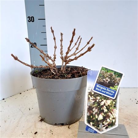 Weigela Florida Black & White