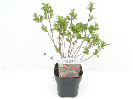 Weigela Minuet