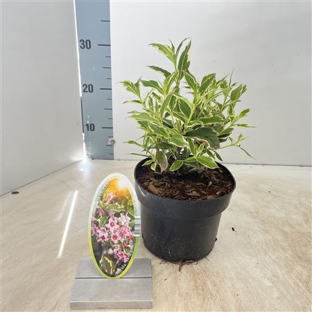 Weigela Florida Variegata