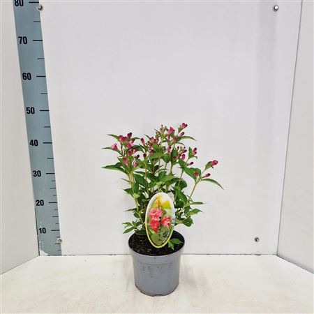 Weigela Bristol Ruby
