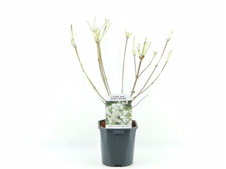 Weigela Bristol Snowflake