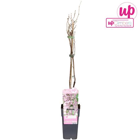 Wisteria Floribunda Rosea