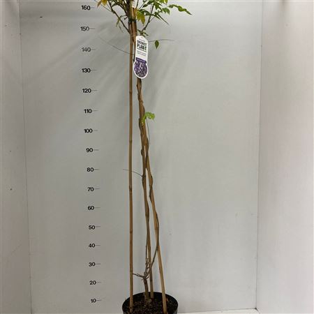 Wisteria Sin Prolific