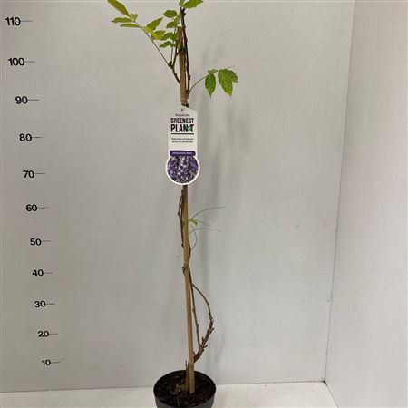 Wisteria Sin Prolific