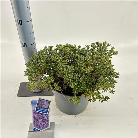 Рододендрон Келетикум