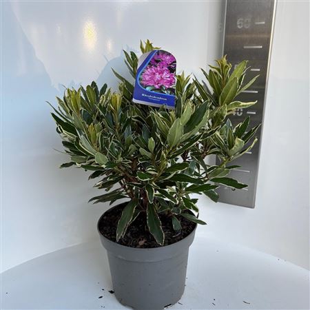 Rhodo Ponticum Variegatum