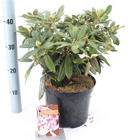 Rhodo (y) Helene