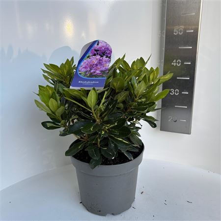 Rhododendron Goldflimmer
