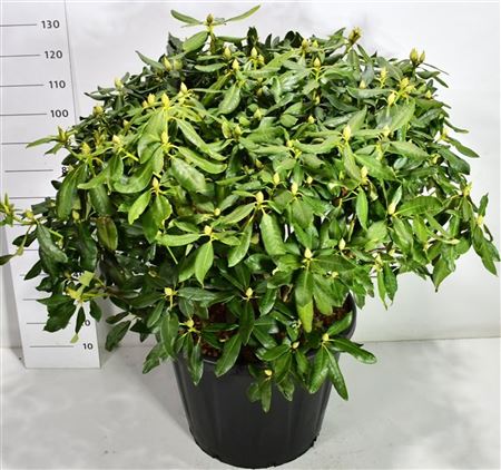 Rhododendron Nova Zembla