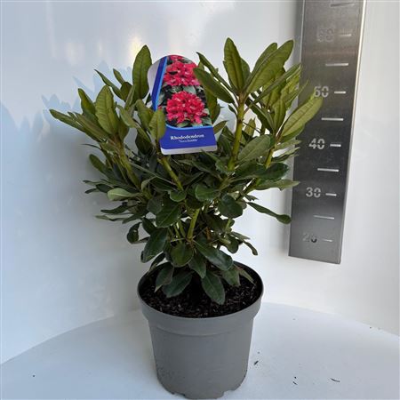 Rhodo Nova Zembla