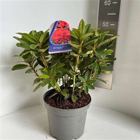 Rhododendron Red Jack
