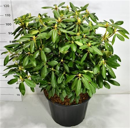 Rhododendron Roseum Elegans