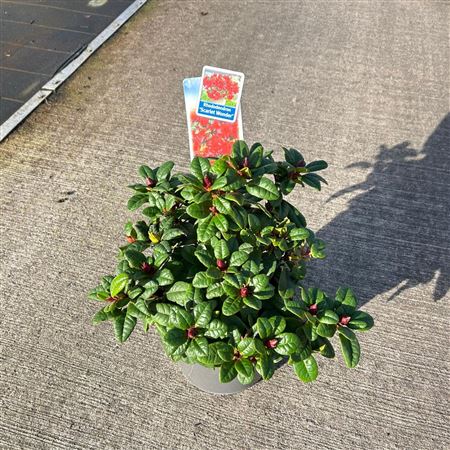 Рододендрон Форрестии Скарлет Уандер