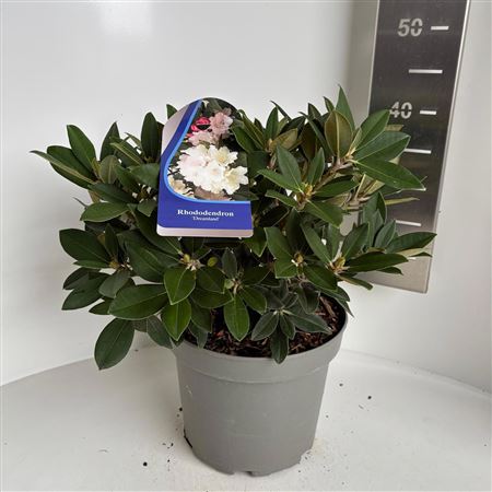 Rhodo (y) Dreamland
